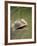 Flap Necked Chameleon Stares Up at Nearby Ant in Tall Grass, Caprivi Strip, Namibia-Paul Souders-Framed Photographic Print