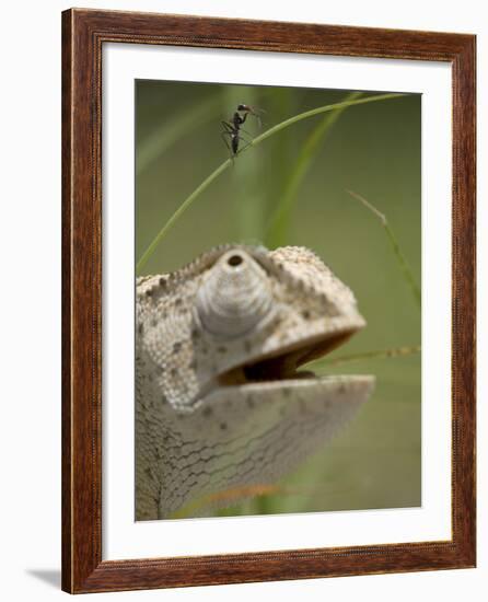 Flap Necked Chameleon Stares Up at Nearby Ant in Tall Grass, Caprivi Strip, Namibia-Paul Souders-Framed Photographic Print