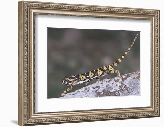 Flap-Necked Chameleon-DLILLC-Framed Photographic Print