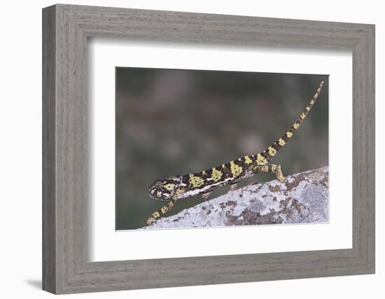 Flap-Necked Chameleon-DLILLC-Framed Photographic Print