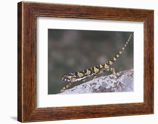 Flap-Necked Chameleon-DLILLC-Framed Photographic Print