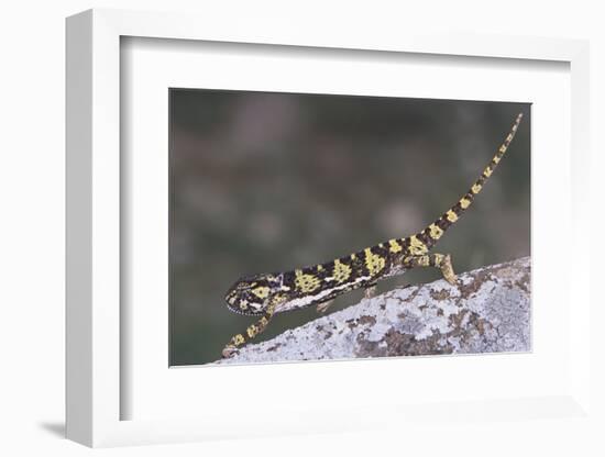 Flap-Necked Chameleon-DLILLC-Framed Photographic Print