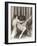 Flapper Rolling Up Stockings-null-Framed Photo