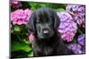 Flat-coated retriever puppy, sitting next to summer flowers-Lynn M. Stone-Mounted Photographic Print