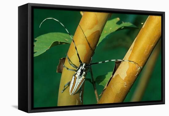 flat-faced longhorn beetle on branch, mexico-claudio contreras-Framed Premier Image Canvas