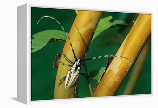 flat-faced longhorn beetle on branch, mexico-claudio contreras-Framed Premier Image Canvas