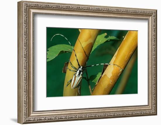 flat-faced longhorn beetle on branch, mexico-claudio contreras-Framed Photographic Print