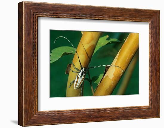 flat-faced longhorn beetle on branch, mexico-claudio contreras-Framed Photographic Print