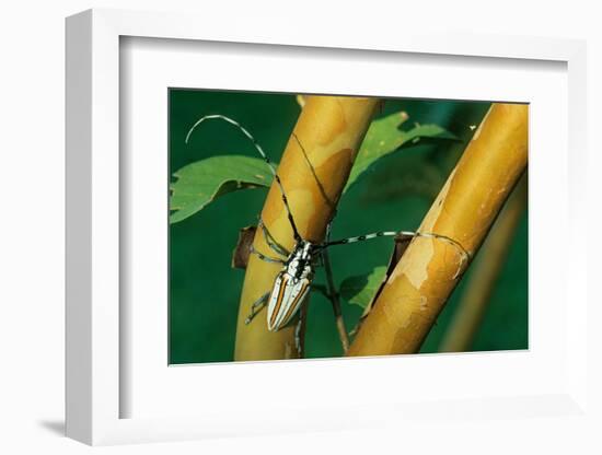 flat-faced longhorn beetle on branch, mexico-claudio contreras-Framed Photographic Print