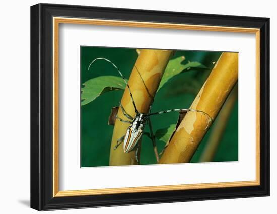 flat-faced longhorn beetle on branch, mexico-claudio contreras-Framed Photographic Print