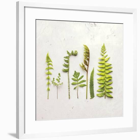 Flat Lay Ferns IV-Felicity Bradley-Framed Art Print