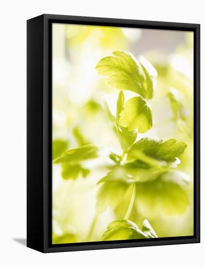 Flat-Leaf Parsley-null-Framed Premier Image Canvas