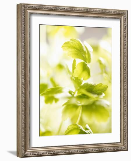 Flat-Leaf Parsley-null-Framed Photographic Print