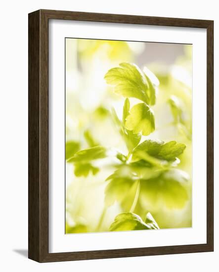 Flat-Leaf Parsley-null-Framed Photographic Print