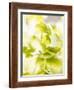 Flat-Leaf Parsley-null-Framed Photographic Print