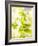 Flat-Leaf Parsley-null-Framed Photographic Print