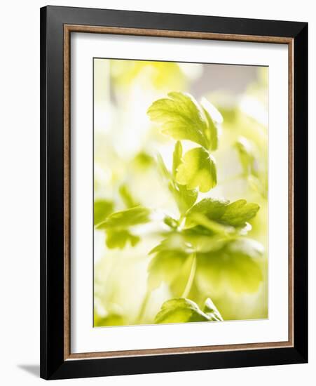 Flat-Leaf Parsley-null-Framed Photographic Print