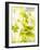 Flat-Leaf Parsley-null-Framed Photographic Print