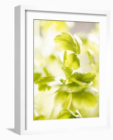 Flat-Leaf Parsley-null-Framed Photographic Print