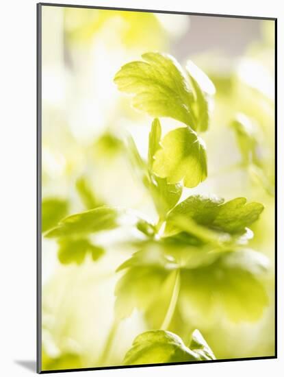 Flat-Leaf Parsley-null-Mounted Photographic Print