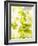 Flat-Leaf Parsley-null-Framed Photographic Print