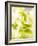 Flat-Leaf Parsley-null-Framed Photographic Print