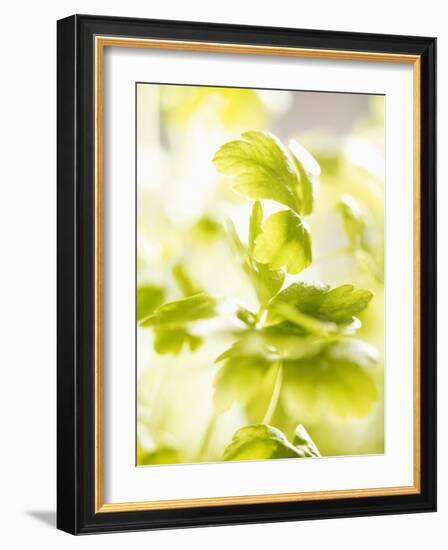 Flat-Leaf Parsley-null-Framed Photographic Print