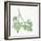 Flat Leaf Parsley-Chris Paschke-Framed Art Print