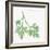 Flat Leaf Parsley-Chris Paschke-Framed Art Print