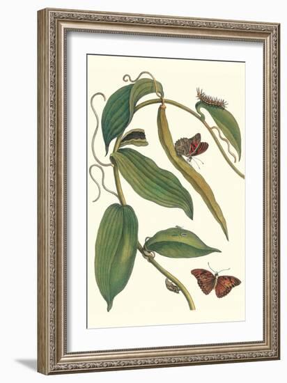 Flat-Leaved Vanila Plant with a Gulf Fritillary-Maria Sibylla Merian-Framed Art Print