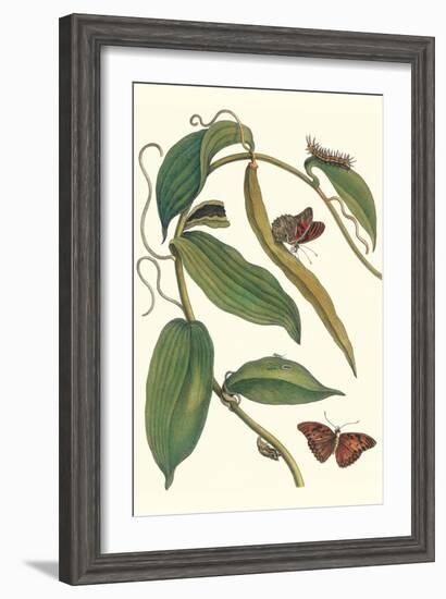 Flat-Leaved Vanila Plant with a Gulf Fritillary-Maria Sibylla Merian-Framed Art Print