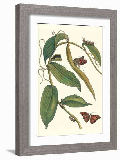 Flat-Leaved Vanila Plant with a Gulf Fritillary-Maria Sibylla Merian-Framed Art Print