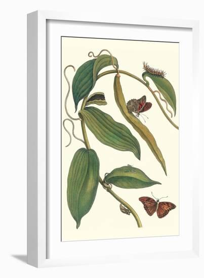 Flat-Leaved Vanila Plant with a Gulf Fritillary-Maria Sibylla Merian-Framed Art Print