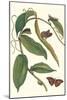 Flat-Leaved Vanila Plant with a Gulf Fritillary-Maria Sibylla Merian-Mounted Art Print