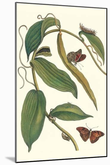 Flat-Leaved Vanila Plant with a Gulf Fritillary-Maria Sibylla Merian-Mounted Art Print