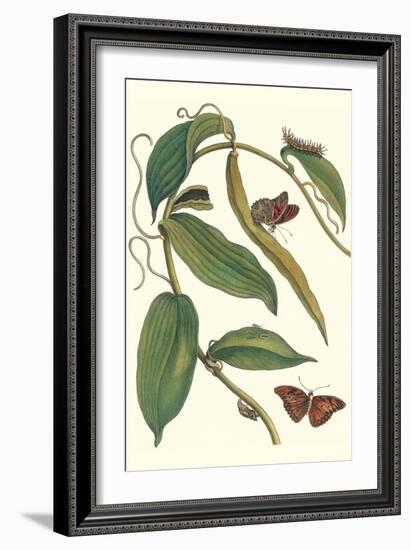 Flat-Leaved Vanila Plant with a Gulf Fritillary-Maria Sibylla Merian-Framed Art Print