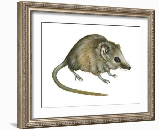 Flat-Skulled Marsupial Mouse (Planigale), Marsupial, Mammals-Encyclopaedia Britannica-Framed Art Print