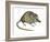 Flat-Skulled Marsupial Mouse (Planigale), Marsupial, Mammals-Encyclopaedia Britannica-Framed Art Print