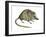 Flat-Skulled Marsupial Mouse (Planigale), Marsupial, Mammals-Encyclopaedia Britannica-Framed Art Print