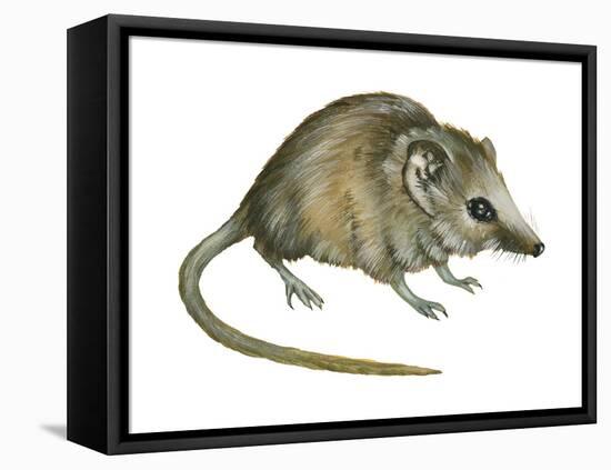 Flat-Skulled Marsupial Mouse (Planigale), Marsupial, Mammals-Encyclopaedia Britannica-Framed Stretched Canvas