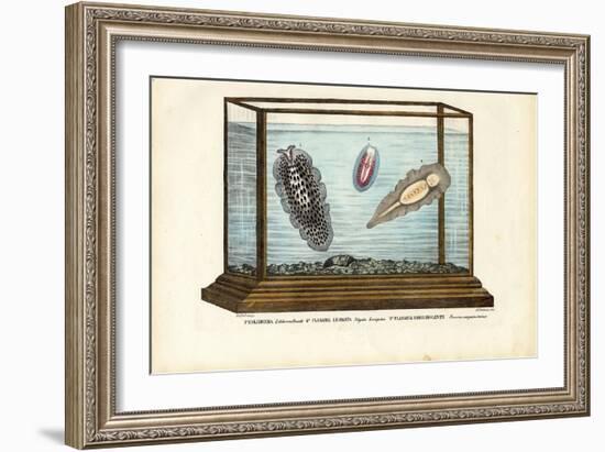 Flat Worms, 1863-79-Raimundo Petraroja-Framed Giclee Print