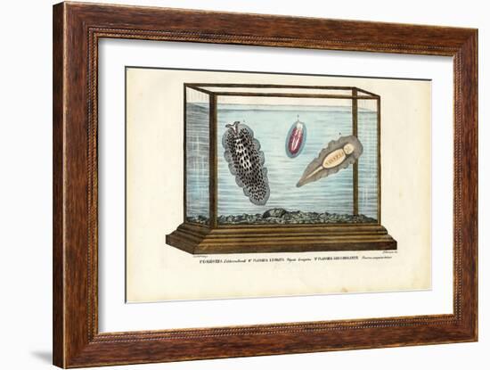 Flat Worms, 1863-79-Raimundo Petraroja-Framed Giclee Print