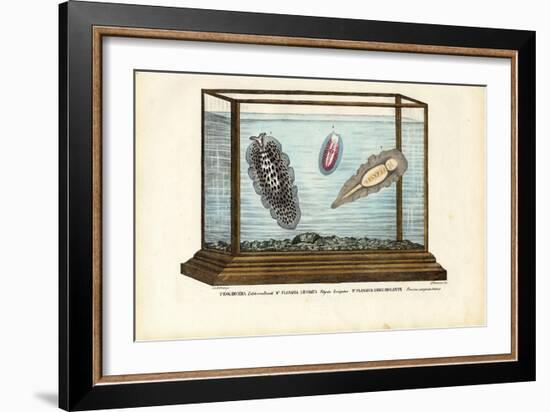 Flat Worms, 1863-79-Raimundo Petraroja-Framed Giclee Print