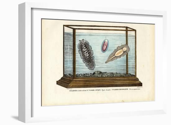 Flat Worms, 1863-79-Raimundo Petraroja-Framed Giclee Print