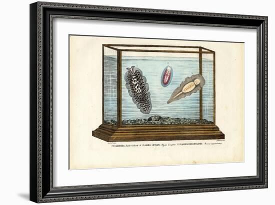 Flat Worms, 1863-79-Raimundo Petraroja-Framed Giclee Print