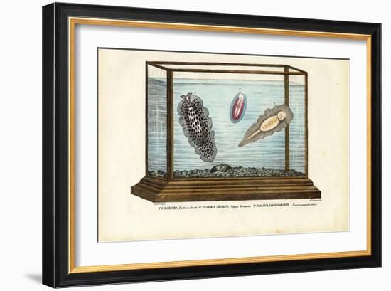 Flat Worms, 1863-79-Raimundo Petraroja-Framed Giclee Print