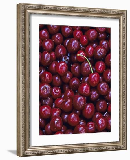 Flathead Sweet Cherries, Montana, USA-Chuck Haney-Framed Photographic Print