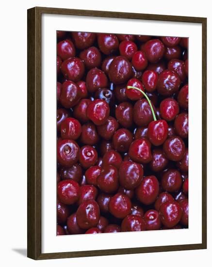 Flathead Sweet Cherries, Montana, USA-Chuck Haney-Framed Photographic Print