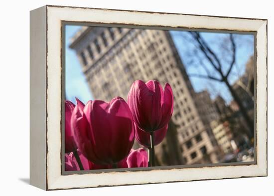 Flatiron Building NYC as Seen Through Flowers-null-Framed Stretched Canvas