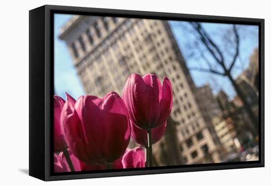 Flatiron Building NYC as Seen Through Flowers-null-Framed Stretched Canvas